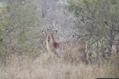 KNP_0252