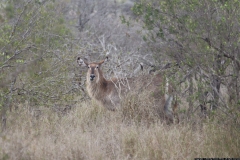 KNP_0253