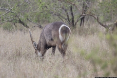 KNP_0254
