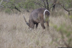 KNP_0255