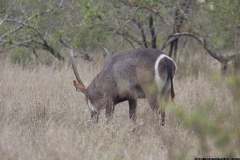 KNP_0256