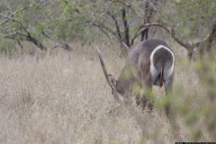 KNP_0257