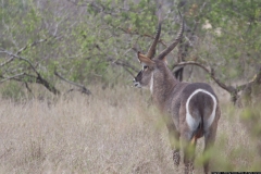 KNP_0258