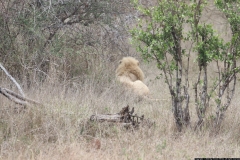 KNP_0260
