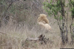 KNP_0261