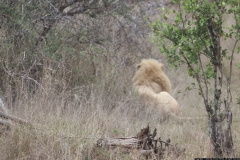 KNP_0262