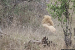 KNP_0263