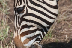 KNP_0264