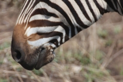 KNP_0265