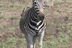 KNP_0266