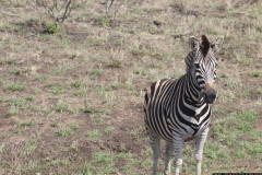 KNP_0267