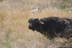 KNP_0268