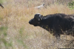 KNP_0269