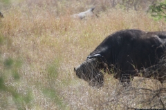 KNP_0270