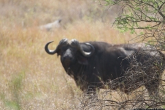 KNP_0271