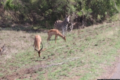 KNP_0273