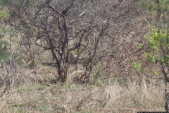 KNP_0274