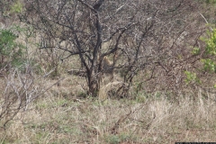 KNP_0275