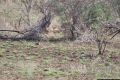 KNP_0276
