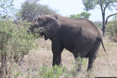KNP_0277