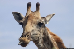 KNP_0280