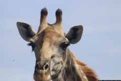 KNP_0281