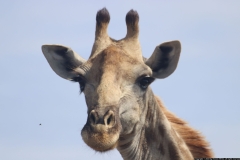 KNP_0282
