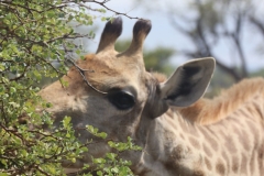 KNP_0283
