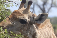 KNP_0284