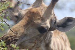 KNP_0285