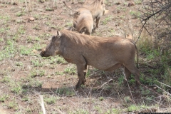 KNP_0286