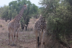 KNP_0287