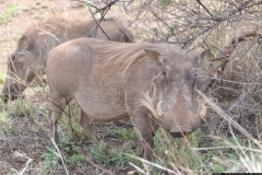 KNP_0288