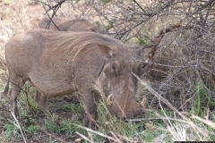 KNP_0289