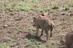KNP_0290