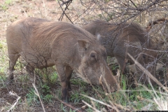 KNP_0291
