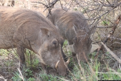 KNP_0292