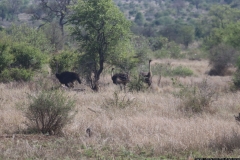 KNP_0293