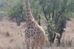 KNP_0294