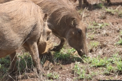 KNP_0295