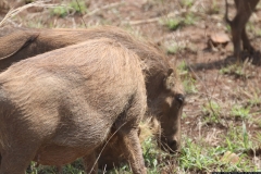 KNP_0296