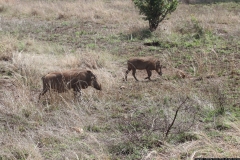 KNP_0297
