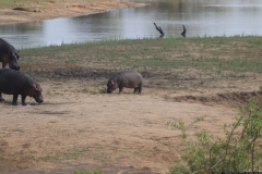 KNP_0311