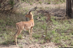 KNP_0313