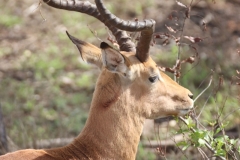KNP_0314