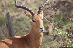 KNP_0315