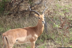 KNP_0316