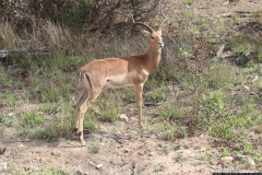 KNP_0317