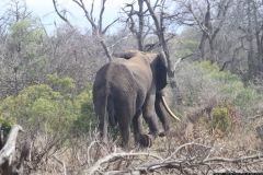 KNP_0319