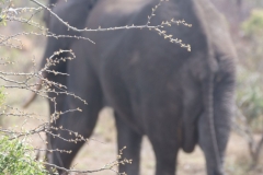KNP_0320